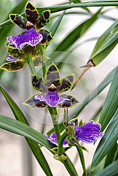 Orchid,  Adelaide Charmer x Dynamo. Zygopetalum photo