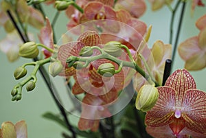 Orchid â€˜Phalaenopsis pinkâ€™ bud on the branch on the flowers backgrounds.