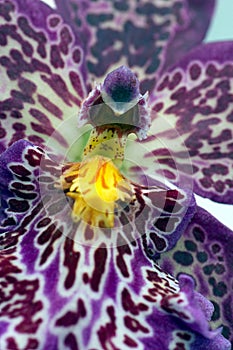Orchidaceae photo