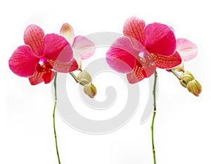 Orchidaceae photo