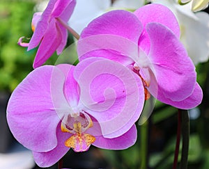 The Orchidaceae are a diverse and widespread family of flowering plants,