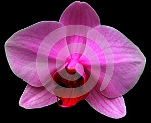 The Orchidaceae are a diverse and widespread family of flowering plants