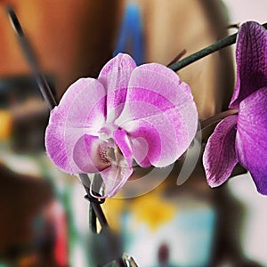 Orchidaceae flower. Artistic look in vintage vivid colours.