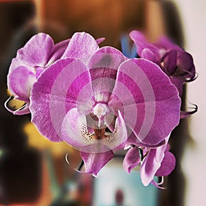 Orchidaceae flower. Artistic look in vintage vivid colours.
