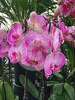 Orchidaceae. Orchid flower blossoms in pink white