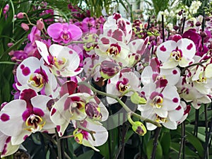 Orchidaceae. Orchid flower heads white purple