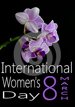 Orchidaceae Phalaenopsis, or moth orchid in rich colors of purple on black background. Side lighting with text for International photo