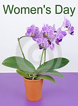 Orchidaceae Phalaenopsis, or moth orchid in terrac cotta pot. Women`s Day message added