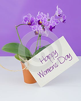 Orchidaceae Phalaenopsis, or moth orchid in terrac cotta pot. Women`s Day message