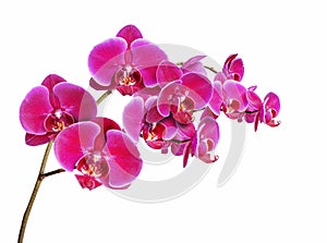 Orchidaceae on white background