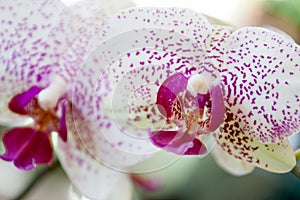 Orchidaceae White and Pink photo