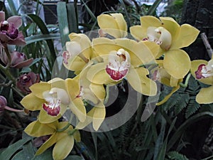 Orchidaceae Yellow orchids, yellow flowers