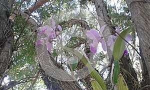 Orchidae on tree