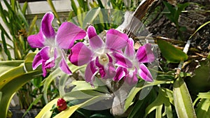 orchide