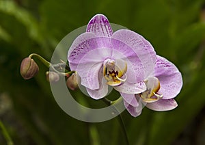 Orchide