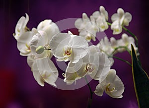 Orchide in close up