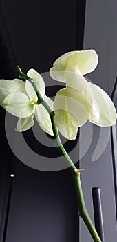 orchide flower