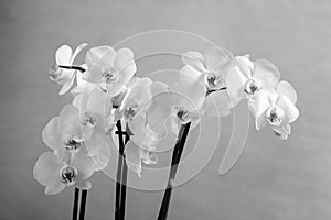 Orchide, Monochrome