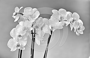 Orchide, Monochrome