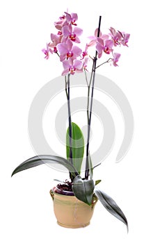 Orchidea photo