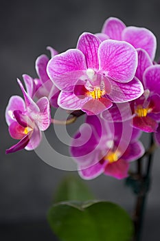 Orchidea photo