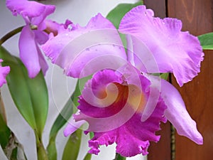 Orchidea photo