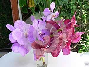 Orchidea Arrangement