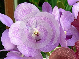 Orchidea Arrangement photo