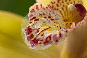 Orchidea flower photo