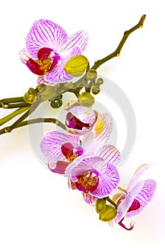 Orchidea Flower