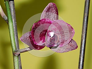 Orchidea flower