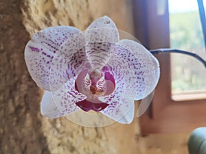 Orchidea flower perfect