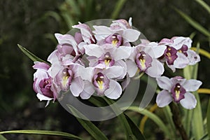 Orchidea, Orchid on madeira island photo