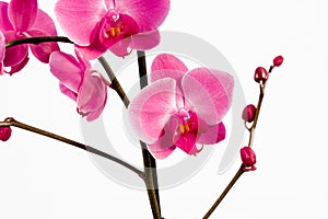 Orchidea Phalaenopsis photo