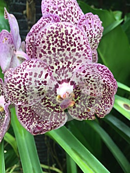 Orchidea with red dots photo