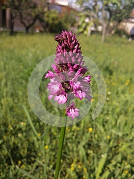 Orchidea selvatica in Abruzzo, Italia. photo