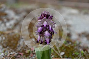 wild purple orchid called barlia photo