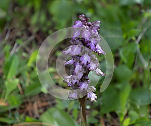 wild violet orchid called barlia photo