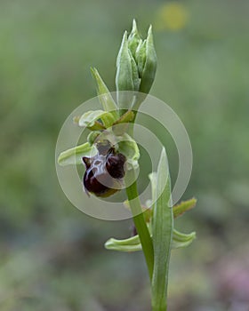 wild orchid called ophrys incubacea photo