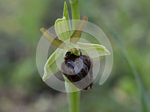wild orchid called ophrys incubacea photo