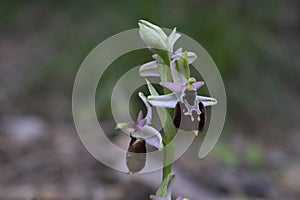 wild orchid called ophrys incubacea photo