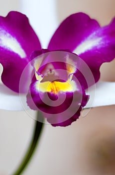 Orchidea still life photo