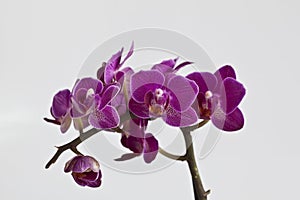 Orchidee