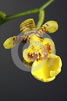 Orchidee
