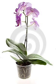 Orchidee isolated on white