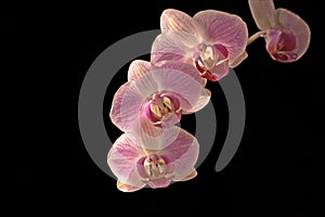 Orchidee,phalaenopsis