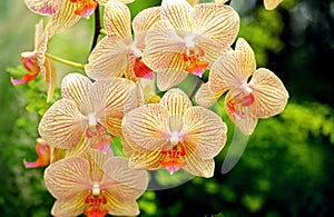 ORCHIDEE phalaenopsis