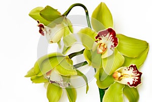 Orchids