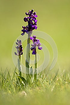 Orchids photo