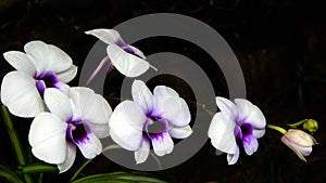 Orchids photo